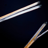 Haar met gespleten punten