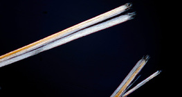 Cheveu à l'extrémité divisée