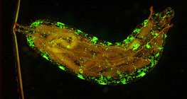 Drosophila, Larve (genmanipuliert, mit fluoreszierenden Zellen)