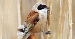 Rémiz penduline