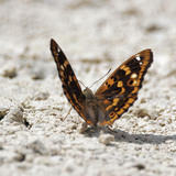 Kleine weerschijnvlinder