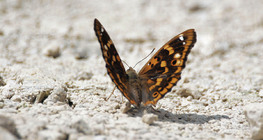 Kleiner Schillerfalter