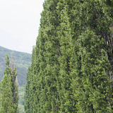 Peupliers de lombardie