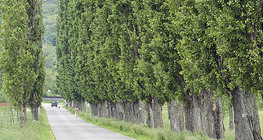 Peupliers de lombardie