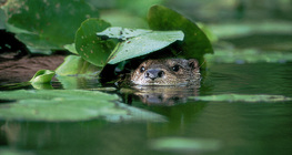 Otter