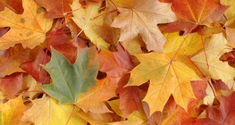 Colourful autumn leaves
