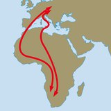 Trekroute van boerenzwaluwen