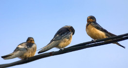 Rauchschwalben auf einem Draht