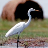 Grote zilverreiger op de weide