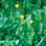 Meadow buttercup