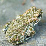 Groene pad