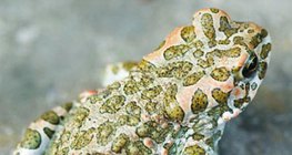 Crapaud vert