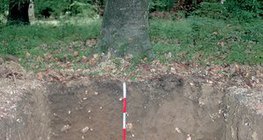 Profil d'un sol brun de forêt