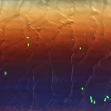 Bactérie E.coli fluorescente sur poil