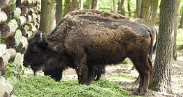 Bison