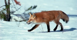 Fuchs