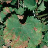Feuilles de vigne infectées par le mildiou