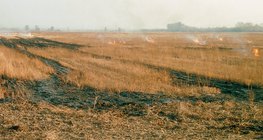 Genehmigtes Abbrennen von Stroh auf Stoppelfeldern