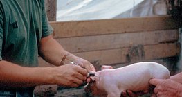 Tierarzt bei der Arbeit