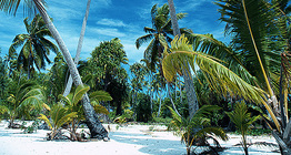 Palmen auf einer tropischen Insel