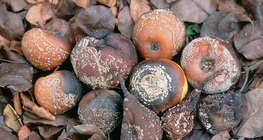 Mit Monilinia befallene Früchte: Apfel, Birne, Pflaume