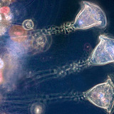 Vorticelle (protozoaire d'eau douce)