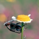 Fressender Feldmaikäfer