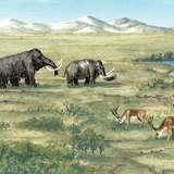 Flora en fauna tijdens de ijstijd