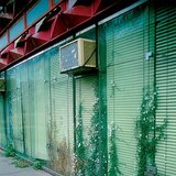 Planten die leven in kieren tussen stenen en beton