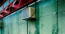 Pflanzen, die in Spalten wachsen