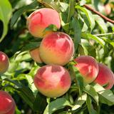 Peren aan de boom