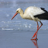 Cigogne sur la glace