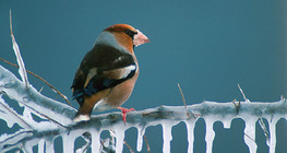 Hawfinch on icy branch
