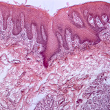 Dwarsdoorsnede van de menselijke tong