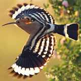Hop (vogel)