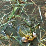 Middelste groene kikker