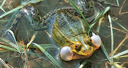 Grenouille comestible