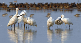 Eurasian spoonbills