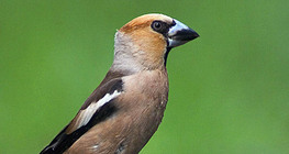 Hawfinch