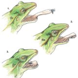 Projection de la langue chez la grenouille