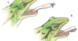 Projection de la langue chez la grenouille