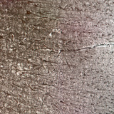 Menselijke hersenschors met de verschillende lagen van cellen