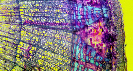 Vue en coupe d'écorce de tilleul (coloré, avec arrière plan coloré)