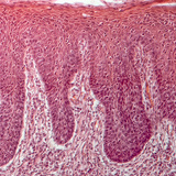 Dwarsdoorsnede van de menselijke tong