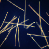 Spons spicula (Suberites domuncula)