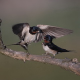 Hirondelle rustique