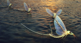 Mayflies