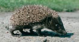 Igel