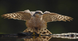 Eurasian sparrowhawk