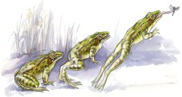 Technique de saut d'une grenouille